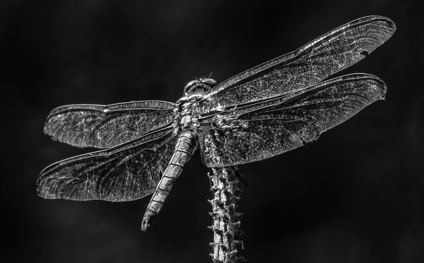 2nd PrizeOpen Mono In Class 3 By Mark Cohen For Dragonfly DEC-2023.jpg